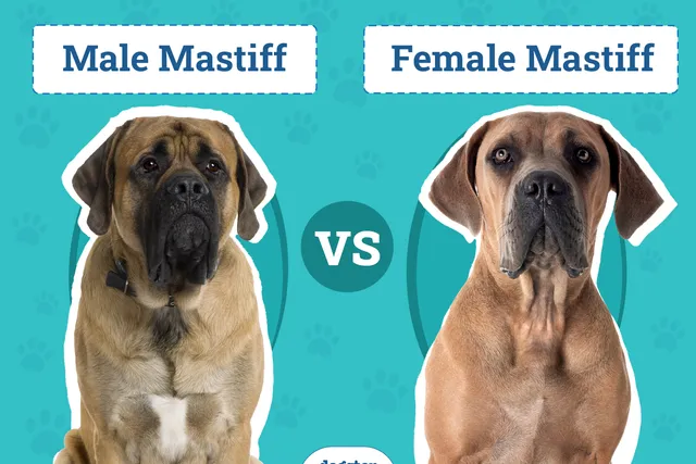 Male vs Female Mastiff: The Differences (With Pictures)
