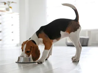 10 Foods With Potassium for Dogs: Vet-Verified Nutrition Facts