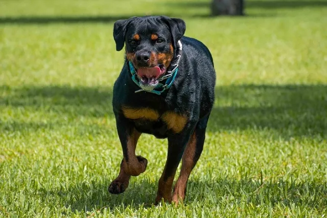 8 Amazing Off-Leash Dog Parks in Fairfax County, VA (With Pictures)