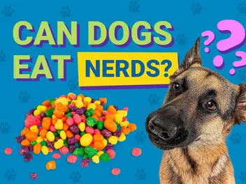 Can Dogs Eat Nerds? Vet Reviewed Nutrition Facts