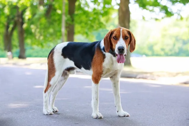 How Many Legs Does a Dog Have? Canine Anatomy Explained