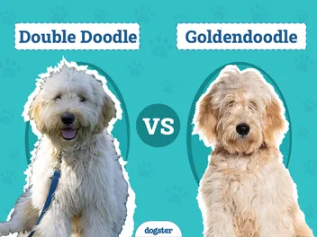 Double Doodle vs. Goldendoodle: The Differences (With Pictures)
