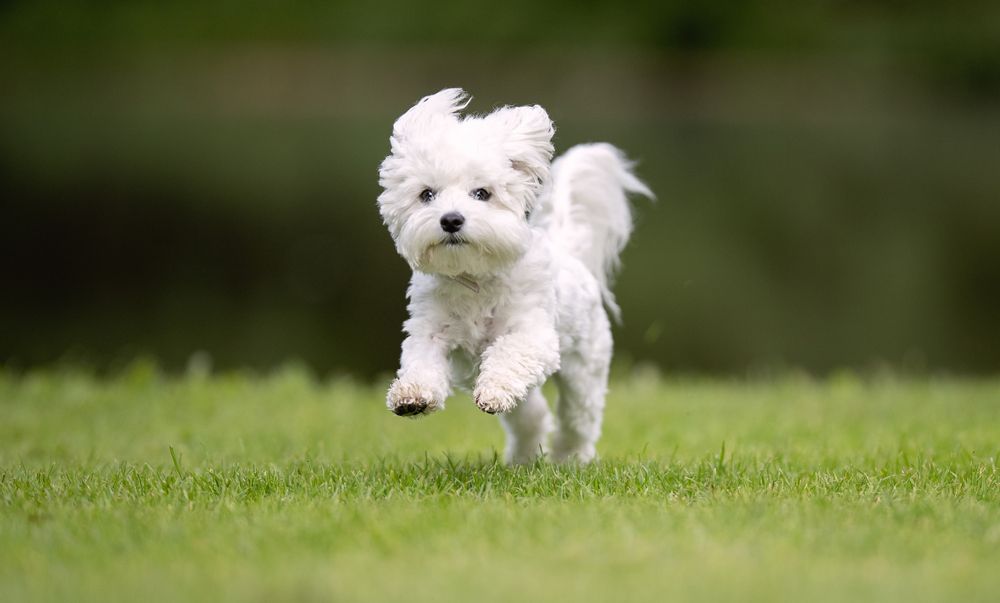 West-Highland-White-Terrier-and-Poodle_BIGANDT.COM_shutterstock