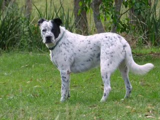 Bull Arab Dog Breed: Info, Pictures, Care, & Facts