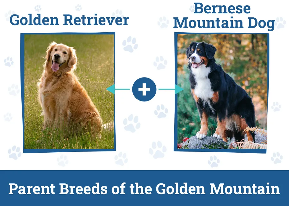 Parent Breeds of the Golden Mountain