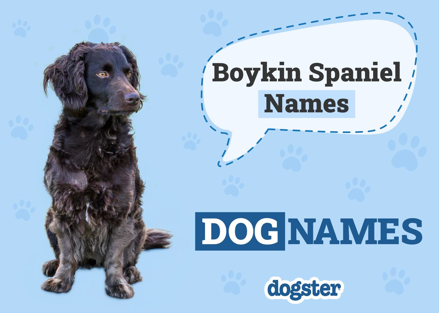 Boykin Spaniel Names