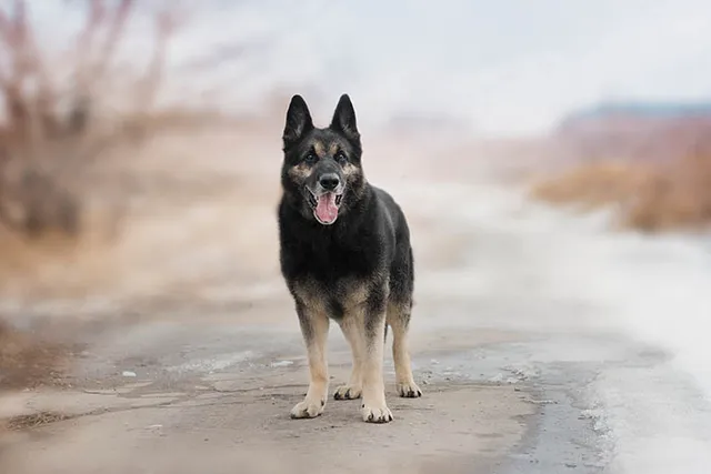 Do German Shepherds Make Good Pets? Facts & Tips