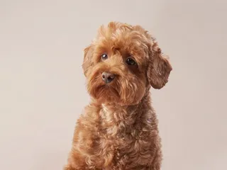 Red Maltipoo: Info, Pictures, Origin & History