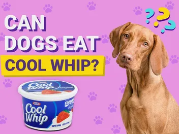 Can Dogs Eat Cool Whip? Vet Approved Facts & FAQ