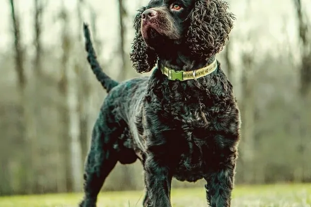 American Water Spaniel Dog Breed: Info, Pictures, Facts, & Traits