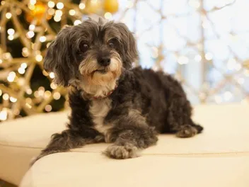 Are Maltipoos Smarter Than the Average Dog? Breed Cognition Facts & FAQ