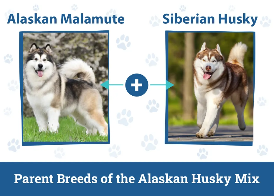 Parent Breeds of the Alaskan Husky Mix