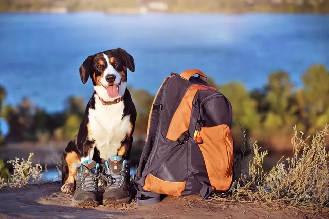 10 Things to Do With Your Dog in the Summer: Vet-Approved Ideas