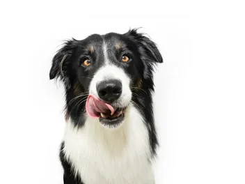 What Happens If a Dog Licks Human Blood? Vet-Verified Health Risks & Care