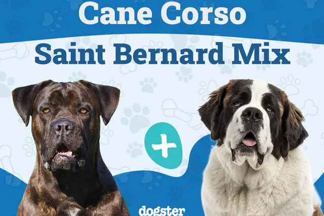 Cane Corso St. Bernard Mixed Dog Breed: Info, Pictures, Care & More