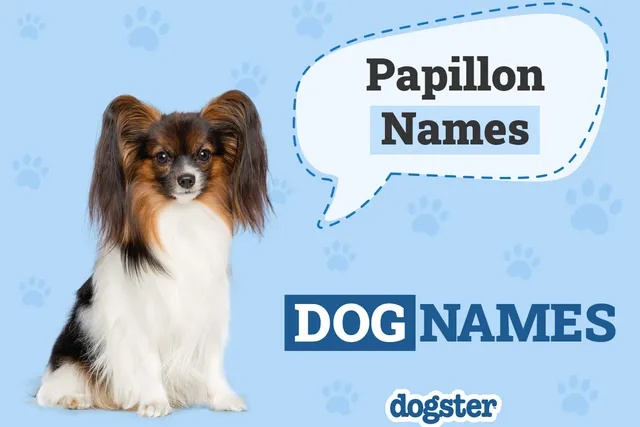 187 Popular & Unique Papillon Names for Your Parisian Pup
