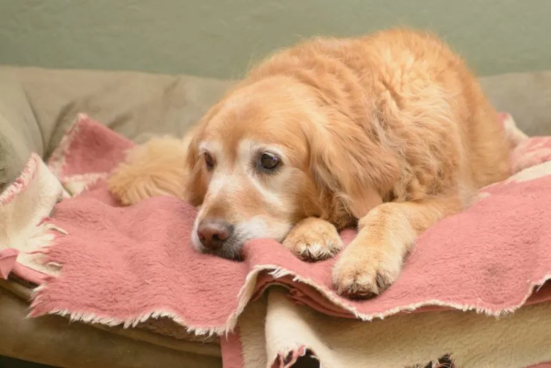 senior dog lying on a dog bed