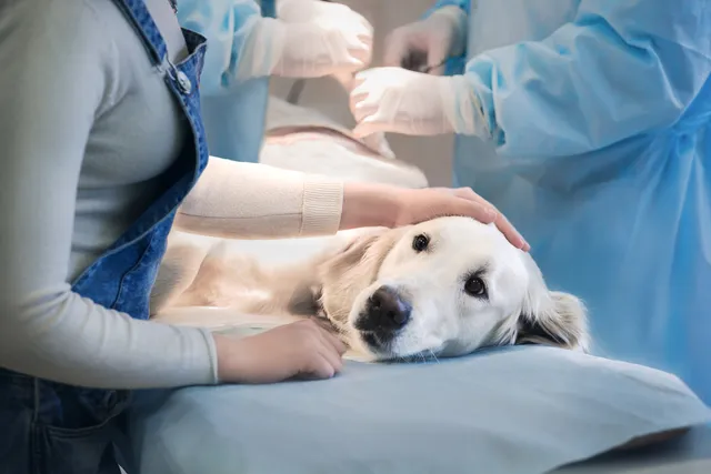Can a Doctor Treat a Dog in an Emergency? Our Vet Explains Ethics & Legalities
