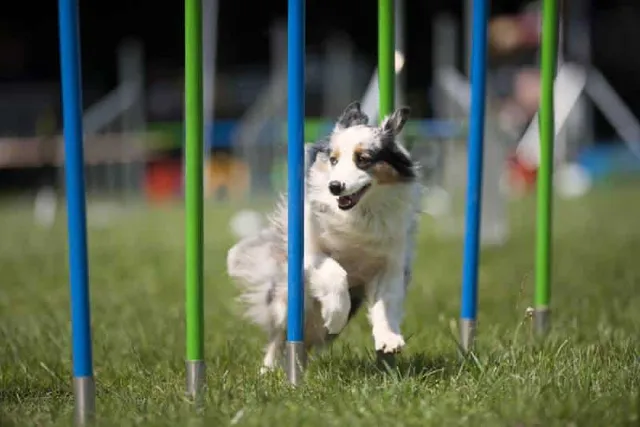 8 Brain Games for Dogs: Vet-Approved Fun & Stimulating Activities