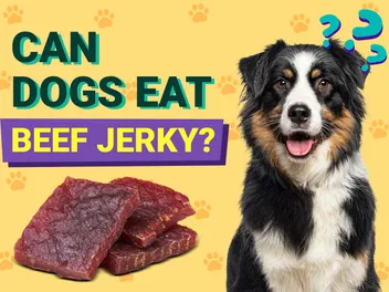 Can Dogs Eat Beef Jerky? Vet-Approved Feeding & Health Facts
