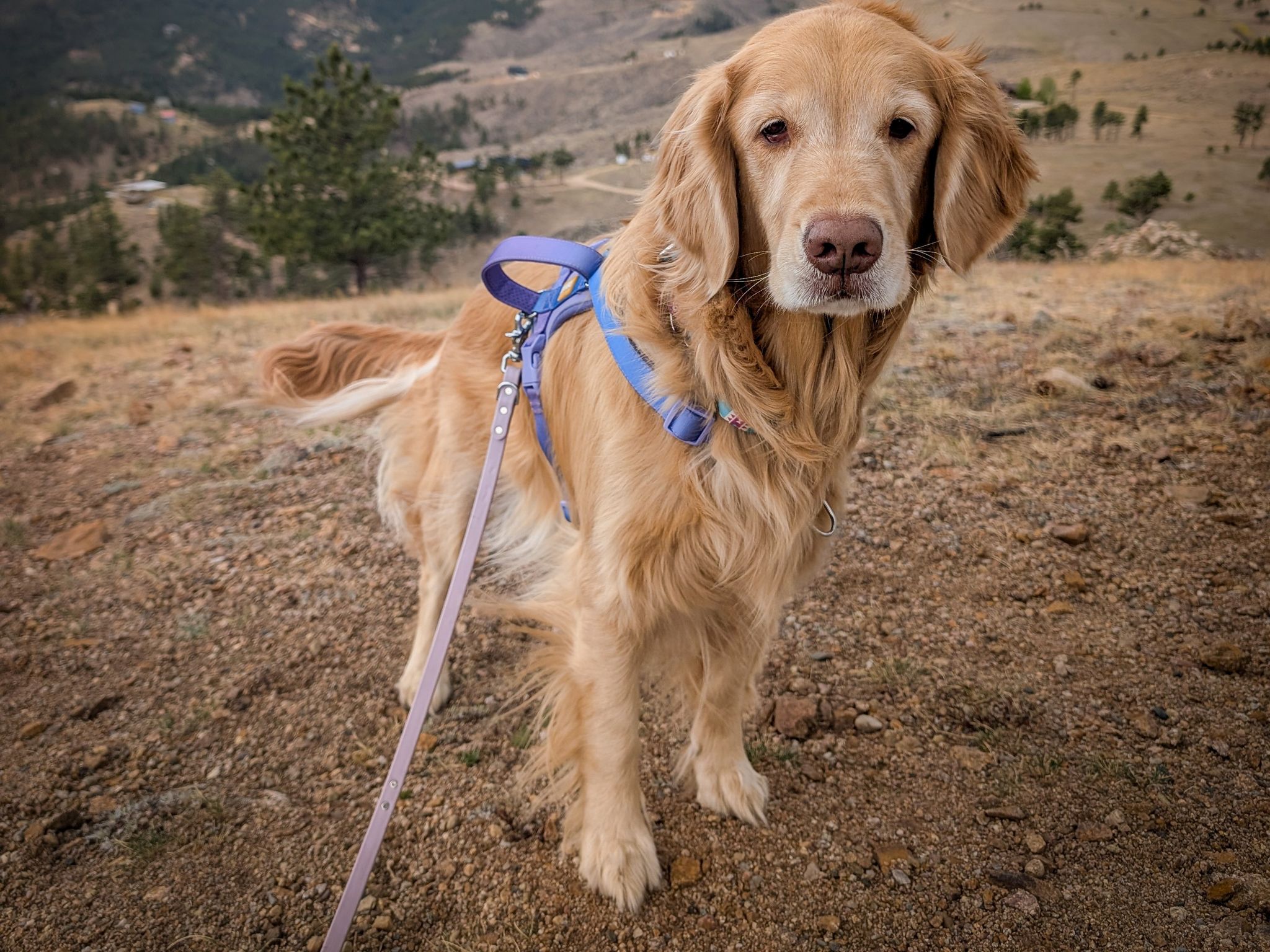 Senior golden retriever in a blue harness standing on a dirt trail