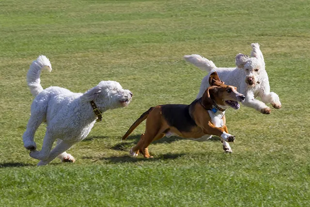 How to Stop an Off-Leash Dog From Attacking Your Dog: 8 Vet-Verified Ways