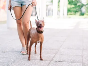 7 Best Slip Leads for Dogs in 2026 - Reviews & Top Picks