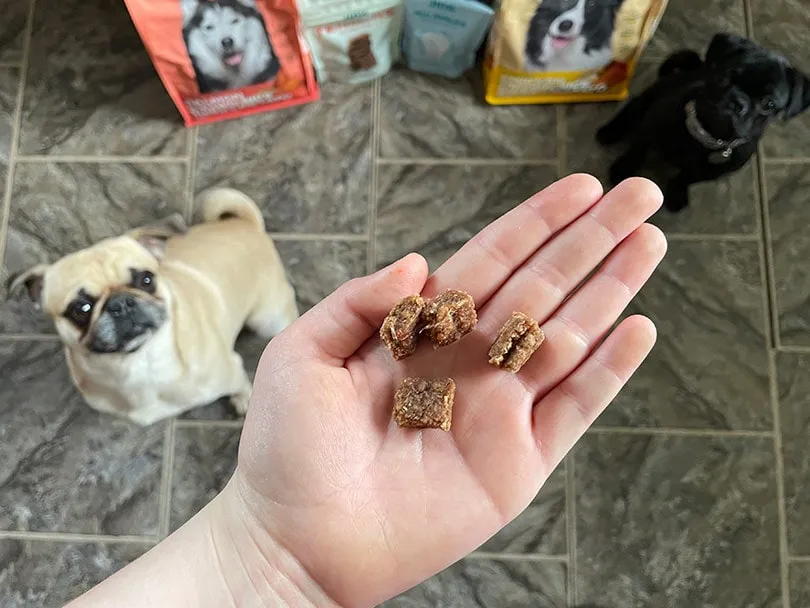 a hand holding a jinx bites treat