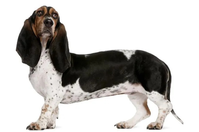 Basset Artesien Normand Dog Breed: Info, Pictures & Care Guide