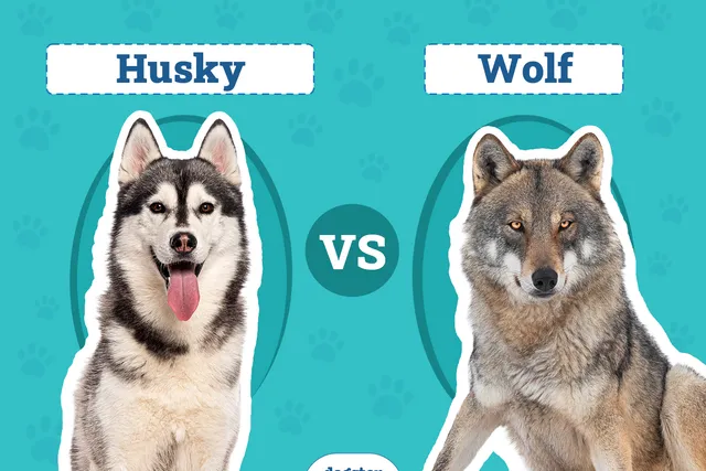 Husky vs Wolf: Vet-Verified Differences (With Pictures)