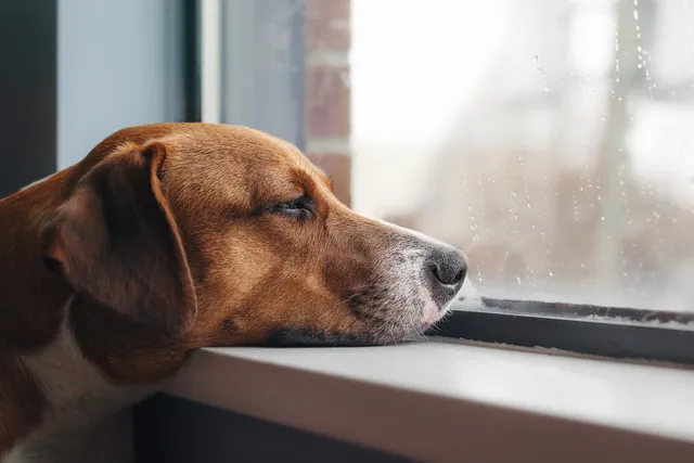 Can A Dog Die From Separation Anxiety? Vet-Reviewed Facts