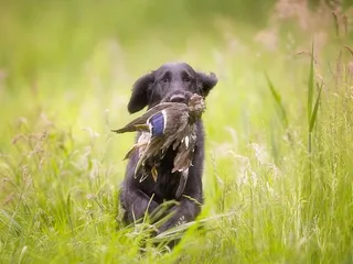 How Long Will It Take to Train a Duck Dog? Vet Approved Tips & FAQ