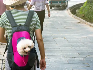 8 Best Dog Backpack Carriers in 2026 - Reviews & Top Picks
