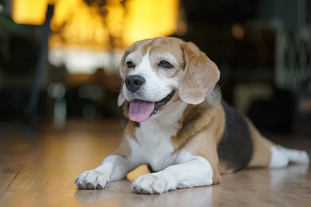 Pocket Beagle Dog Breed: Info, Pictures, Traits & Care