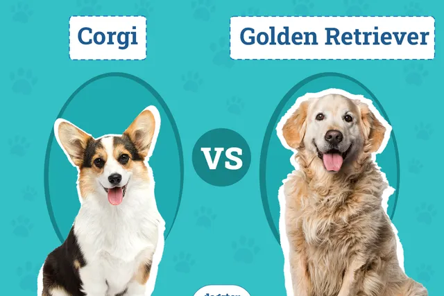 Corgi vs Golden Retriever: The Key Differences (With Pictures)