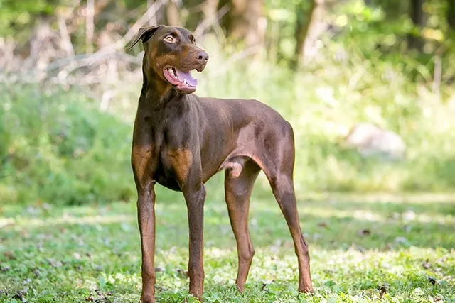 Do Dobermans Bark a Lot? How Much & How to Stop It