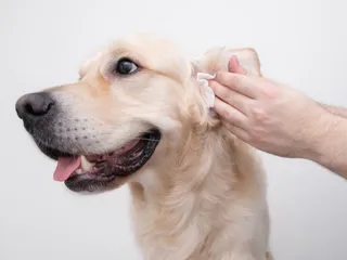 How to Clean a Golden Retriever’s Ears: Vet-Approved Step-by-Step Guide