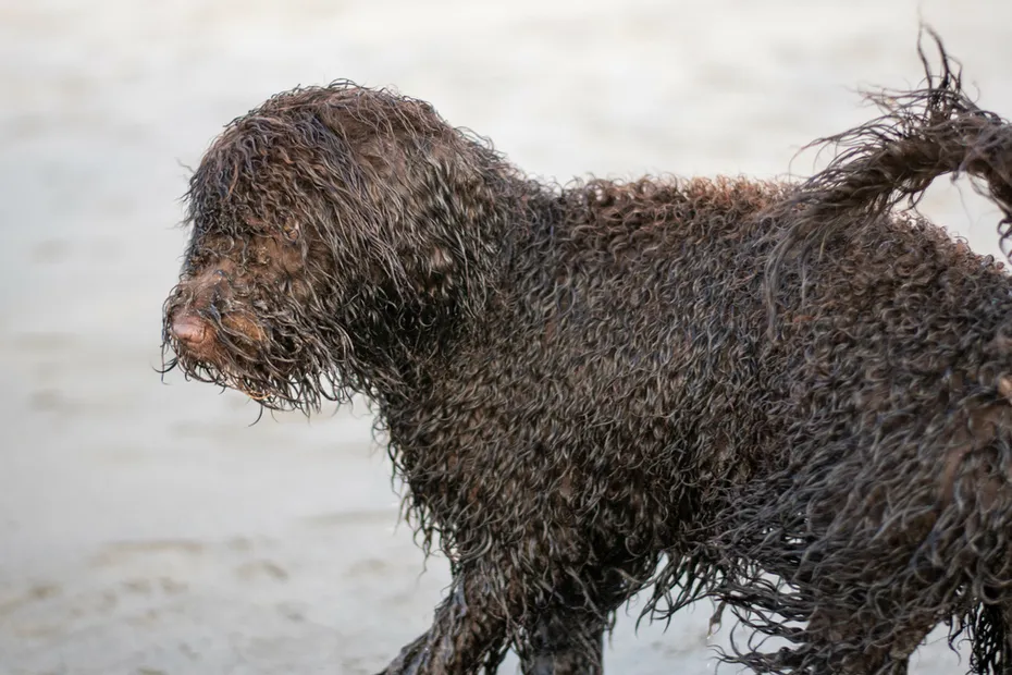 Irish Water Spaniel puppy