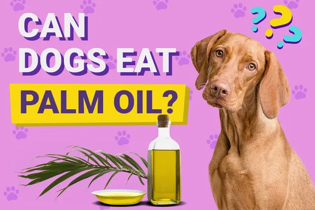 Can Dogs Eat Palm Oil? Vet-Verified Facts & Info