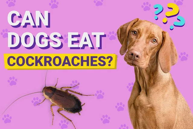 Can Dogs Eat Cockroaches? Possible Health Risks & Care Tips