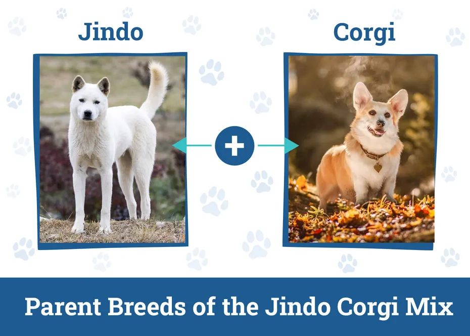 Parent Breeds of the Jindo Corgi Mix