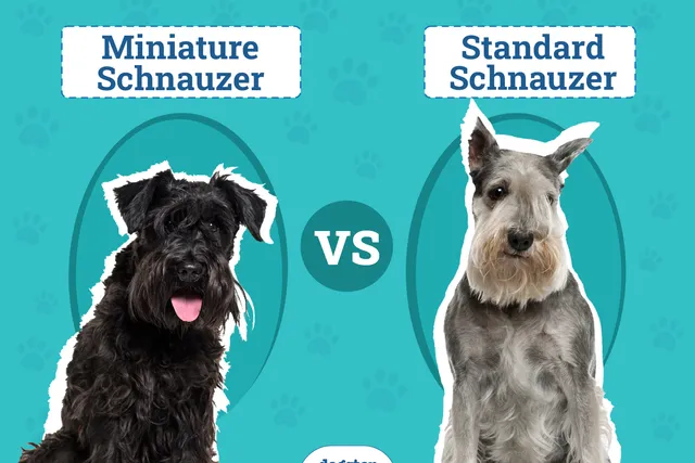 Miniature Schnauzer vs. Standard Schnauzer: The Differences (With Pictures)
