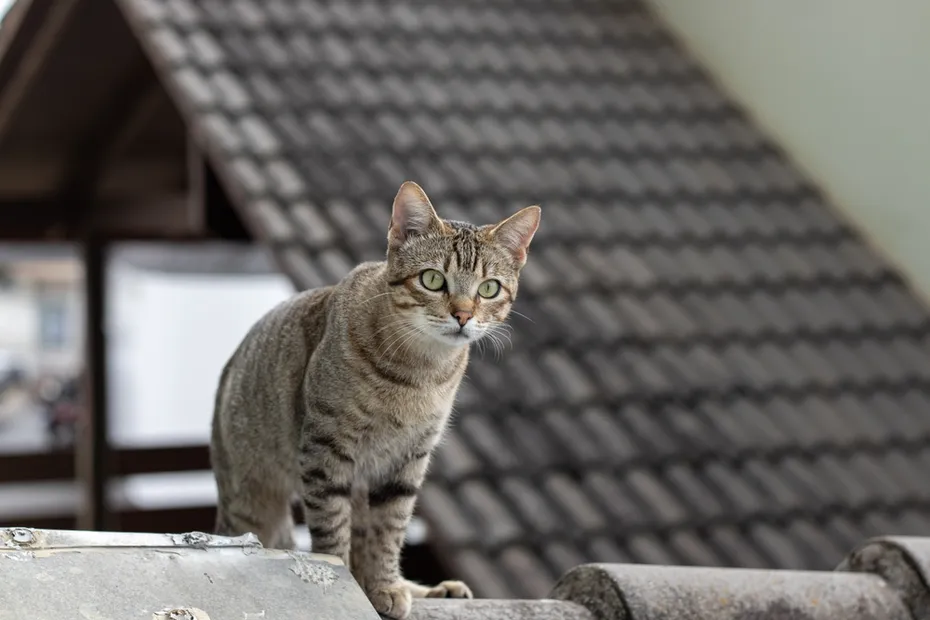 tabby cat on the roof