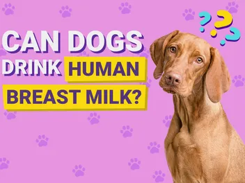Can Dogs Drink Human Breast Milk? Nutrition & Health Facts