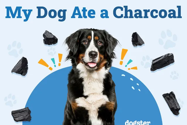 My Dog Ate Charcoal! What Do I Do? Vet-Approved Advice