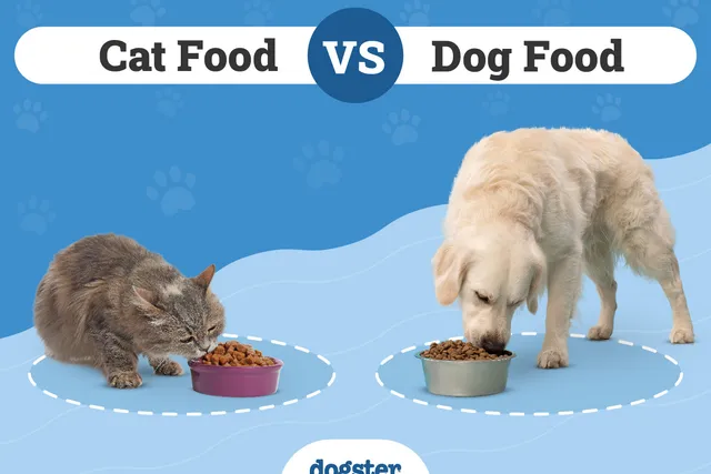 Cat Food vs Dog Food: The Main Differences