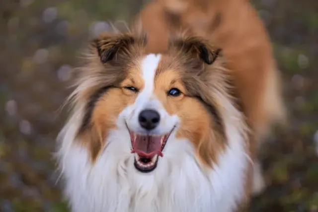 How Much Does a Sheltie Cost? 2026 Price Guide