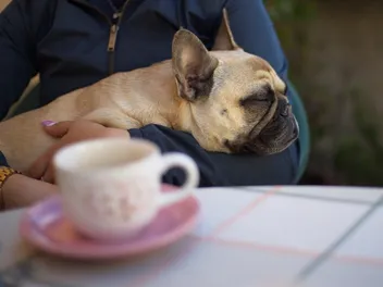 8 French Bulldog Eye Problems: Vet-Reviewed Common Types & Symptoms