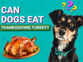 Can Dogs Eat Thanksgiving Turkey? Vet-Verified Nutrition Guide