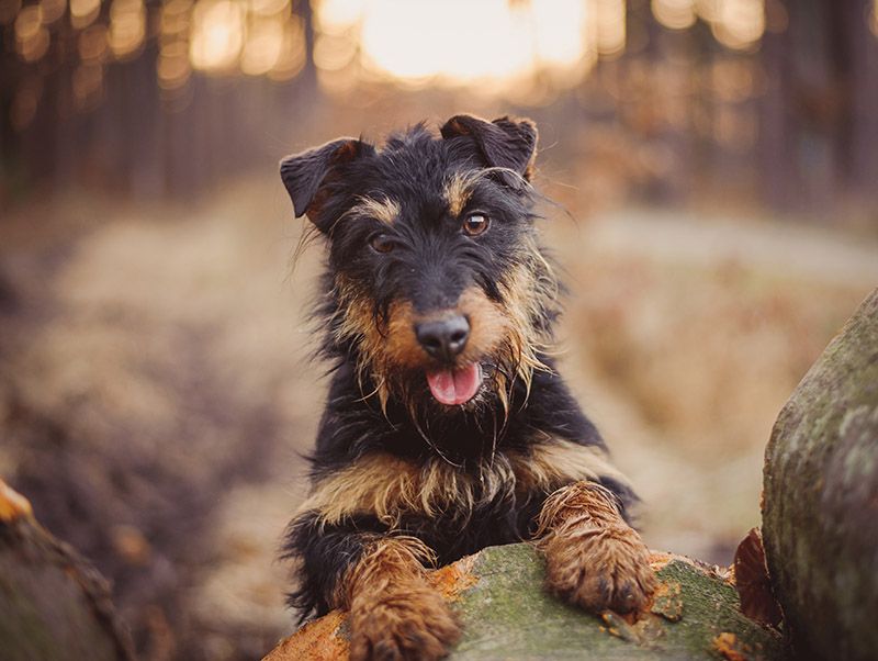 Jagdterrier dog up close